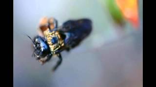 Carpenter Bee Infestation, wood boring bees, DIY extermination