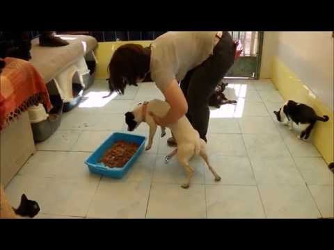 Matiw visiting the cats