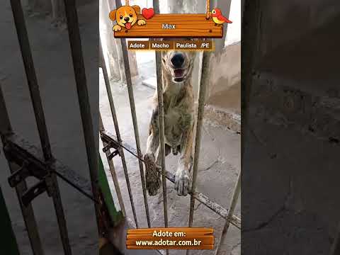 Vídeo de Max