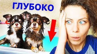 СОБАКИ в ВАННЕ! Учу Мишу и Юми ПЛАВАТЬ Софи УПАЛА В ВОДУ как ЩЕНОК КУПАЕТСЯ Magic Family