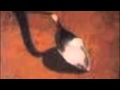 Day After Day - Sidewinder