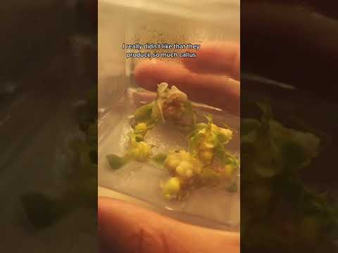 Tissue Culture Plants at Home | Plantsngreens with Elicia