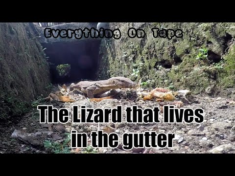 Wild Lizard in the gutter in front of my house