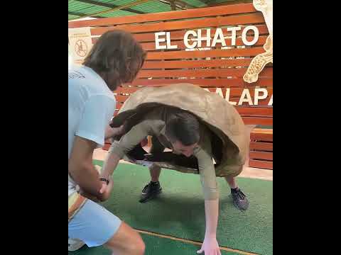 لهذا السبب تعد السلاحف بطيئة الحركة   #shorts