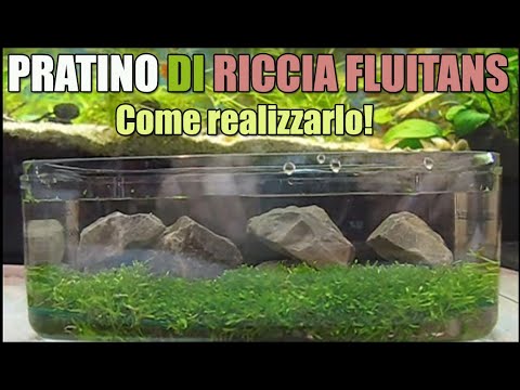 Come creare pratino acquario riccia fluitans muschio moss pellia how to setup lawn in the aquarium