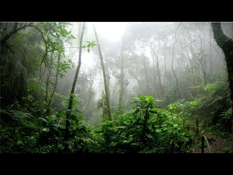 SOM DE CHUVA E PÁSSAROS CANTANDO PARA RELAXAR E DORMIR BEM - BARULHO DE PÁSSAROS E CHUVA PARA DORMIR