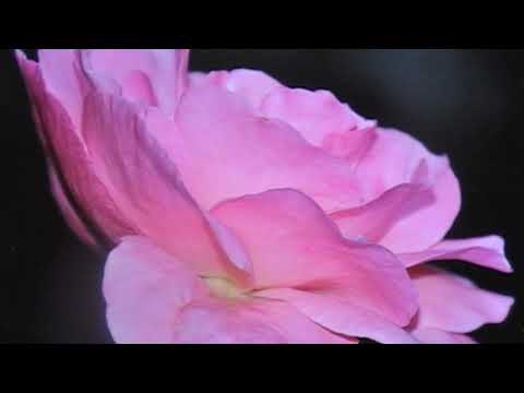 05 210 Träumerei -  Swing    (Siegfried Zabransky)