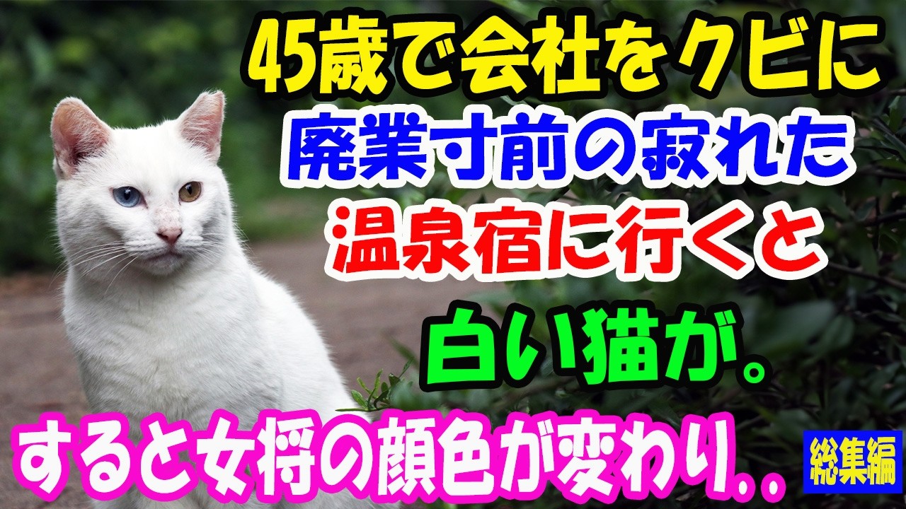45歳で会社をクビになり廃業寸前の寂れた温泉宿に。そこにいた猫と自分を見て女将の顔色が変わった!【猫の不思議な話】【総集編】