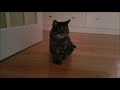 Tabby Cat Attack