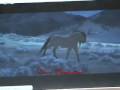Spirit SotC Three Brothers Disney S Brother Bear