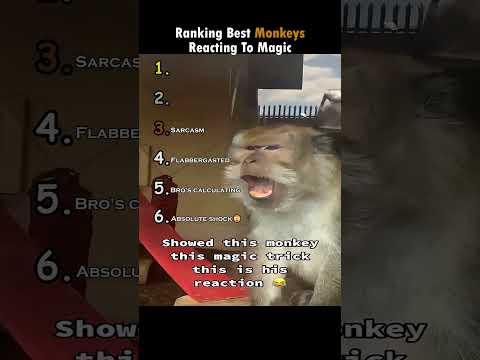 Monkeys Reacting to Magic🙊#shorts
