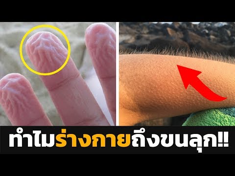 เรียกคืนความแข็งแรงทางชาติ ที่ซื้อค้อนของ ธ อร์
