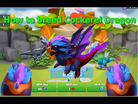 How to breed Cockerel Dragon-Dragon Mania legends | Dragon of The Week Cockerel Dragon | DML