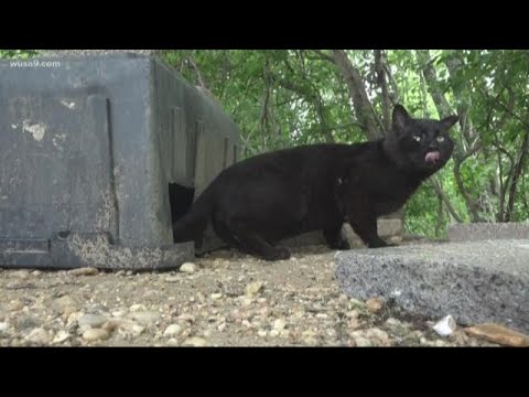 Feral cat colony crisis pits environmentalists against humane groups