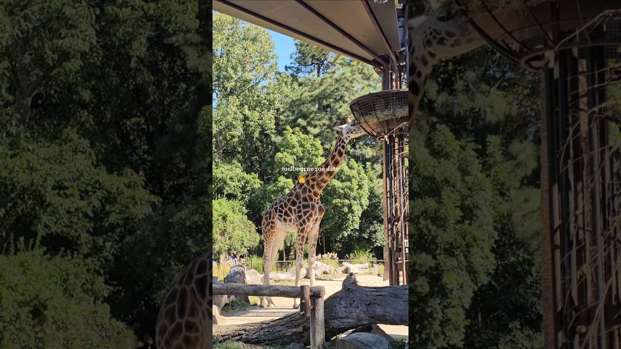 YouTube Short thumbnail