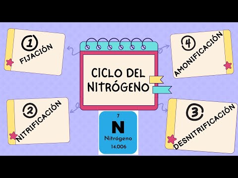 NITROGEN CYCLE AND ITS STAGES (Fixation, Nitrification, Ammonification and Denitrification)
