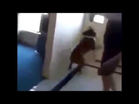 Pakistani dog fun very funny