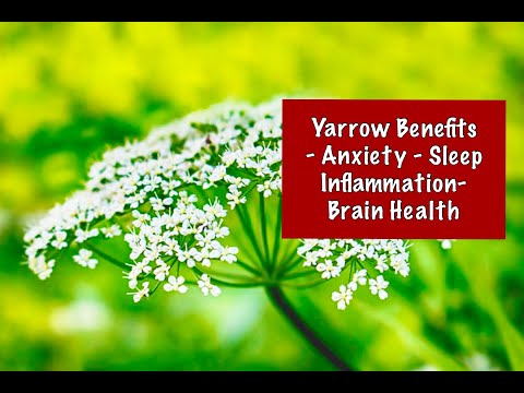Yarrow Benefits- Anxeity, Sleep, Inflammation, Brain Health