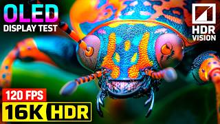 Ultra Details OLED HDR TEST Bugs Video | 16K HDR Dolby Vision 240FPS (8K 4K 12K Video TV)