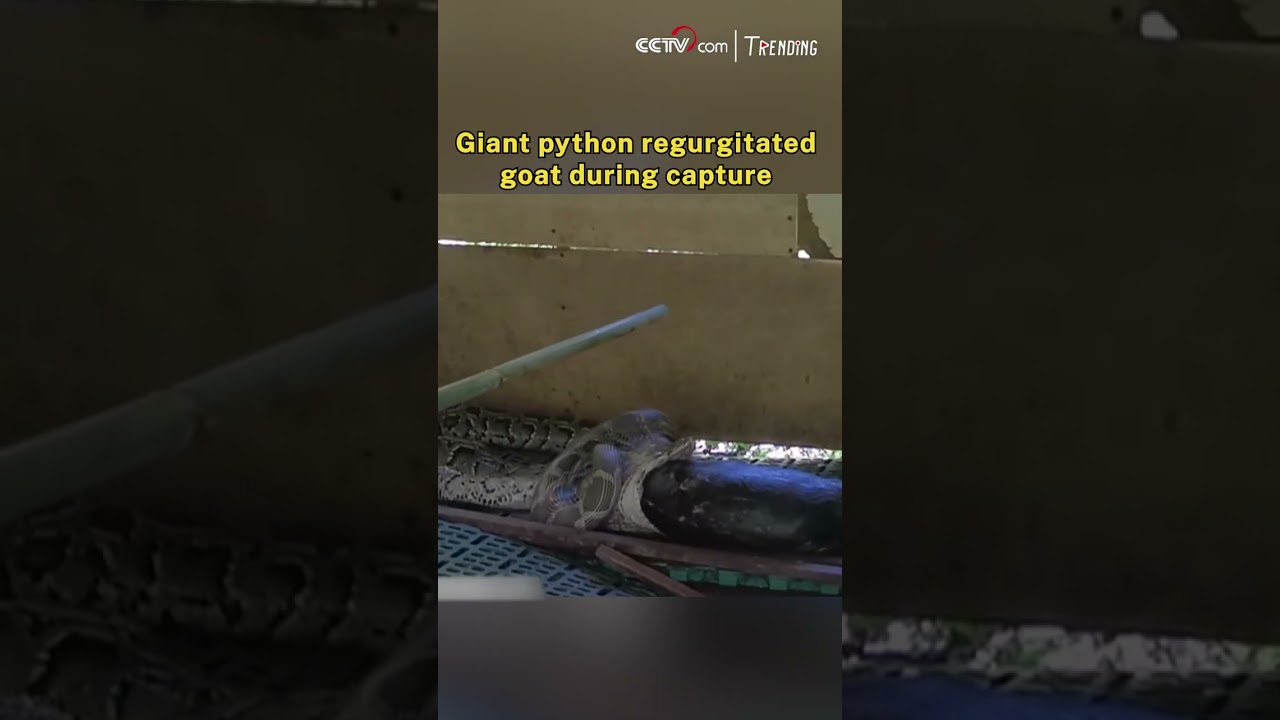 Giant python regurgitated goat during capture