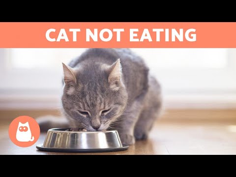 Why Does My CAT EAT VERY LITTLE? 🐱 (5 Reasons)
