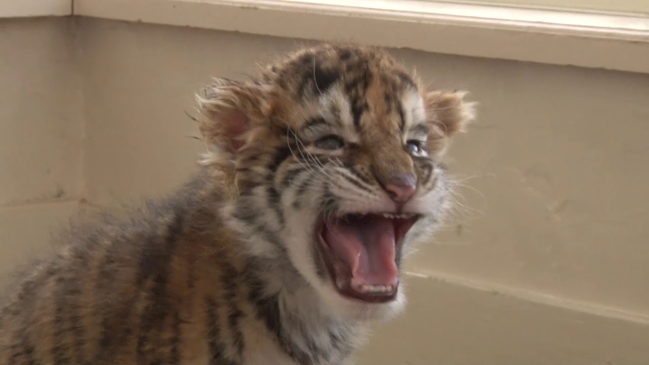 三つ子のトラの赤ちゃん