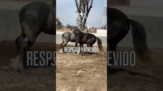 Herencia de los Mejores Sementales en la Historia del PRE 🐴🐴🐴