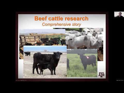 Nutritional strategies for pregnancy success in beef...