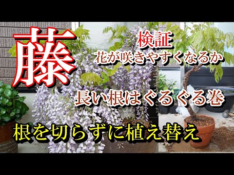 木に成長した藤