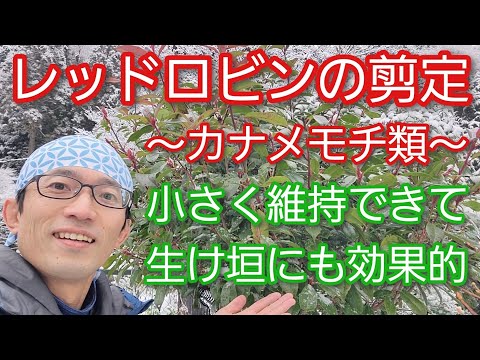 メドラー「レッドロビン」 植物