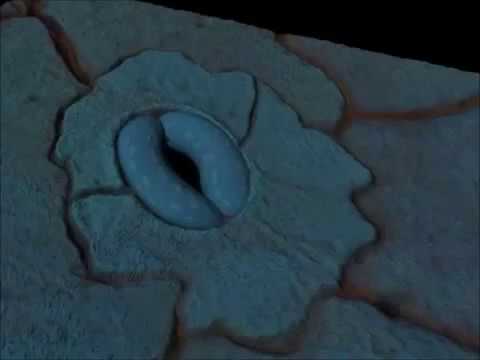 estomatos abrindo e fechando