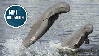 Delfín del río Irawadi (mini documental)