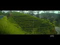 Pachai Kiligal BGM Status Indian Tamil Song