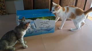 Cats always eat the best first | BOBO Official