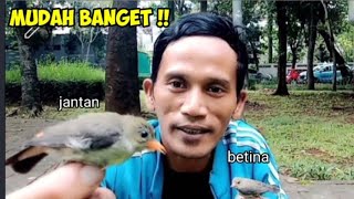 Download lagu Cara Membedakan Burung kemade Jawa Ijoan Jantan Dan Betina mp3