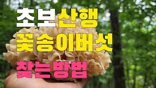 꽃송이버섯 초보자가 쉽게찾는방법 경기북부지방 꽃송이버섯시작되다  산행중 자연산표고버섯 만나다