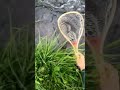 Video Thumbnail for Beautiful Creek Fishing Brook Trout