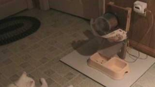 Cat's reaction to newly built Automatic Cat Feeder