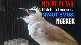 Download lagu Trucukan Gacor Ngekek Garuda sambung ROPEL uh untu... mp3