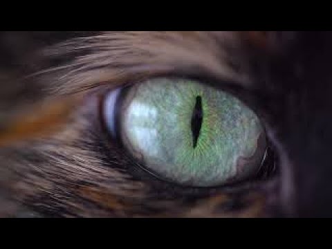 ЯP - RP - Animals (video 2021)