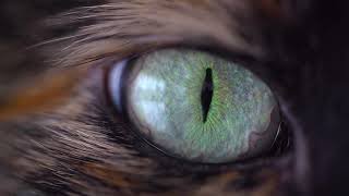 Video RP - Animals (video 2021)