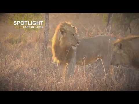 Lion killing machines - the Birmingham Boys