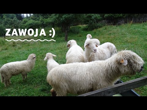 Zawoja/Wędrówka w deszczu/Hala Barankowa/Bacówka/Nie ma Babiej Góry/ Tabakowy Chodnik😋