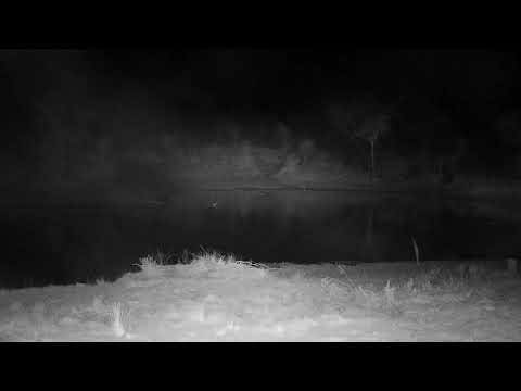 Djuma: Duiker drinking, Egyptian Geese and Grey Heron - 06:32 - 09/10/21