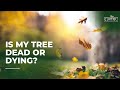 Is my tree dead or dying?