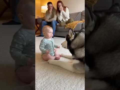 Husky: “What on earth are you even saying?🤣🤣