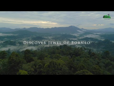 Discover Jewel of Borneo - Borneo Rainforest Lodge at Danum Valley, Malaysian Borneo