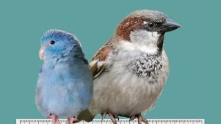 Parrot Smaller Than Sparrow