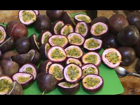 download lagu mp3 mp4 Fermented Passion Fruit, download lagu Fermented Passion Fruit gratis, unduh video klip Fermented Passion Fruit