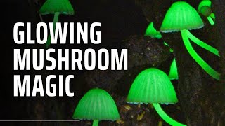 Bioluminescent Wonders: What Makes Mushrooms Glow?